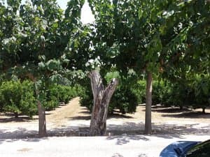 Troncos de árboles y cítricos detrás