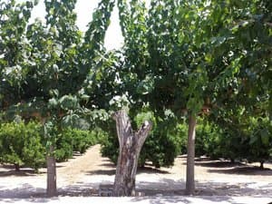 Árboles junto a la entrada del huerto