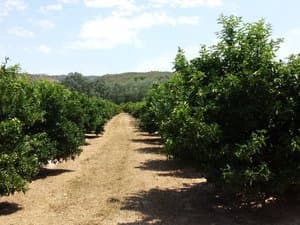 Pasillo de tierra entre cítricos