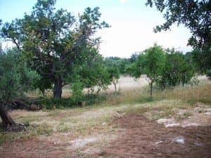 Olivos y algarrobos en la finca