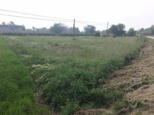 Campo con hierba y línea eléctrica