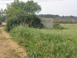 Caseta de bloque entre la vegetación