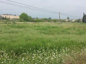 Terreno con flores silvestres
