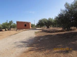 Casita de ladrillo entre olivos